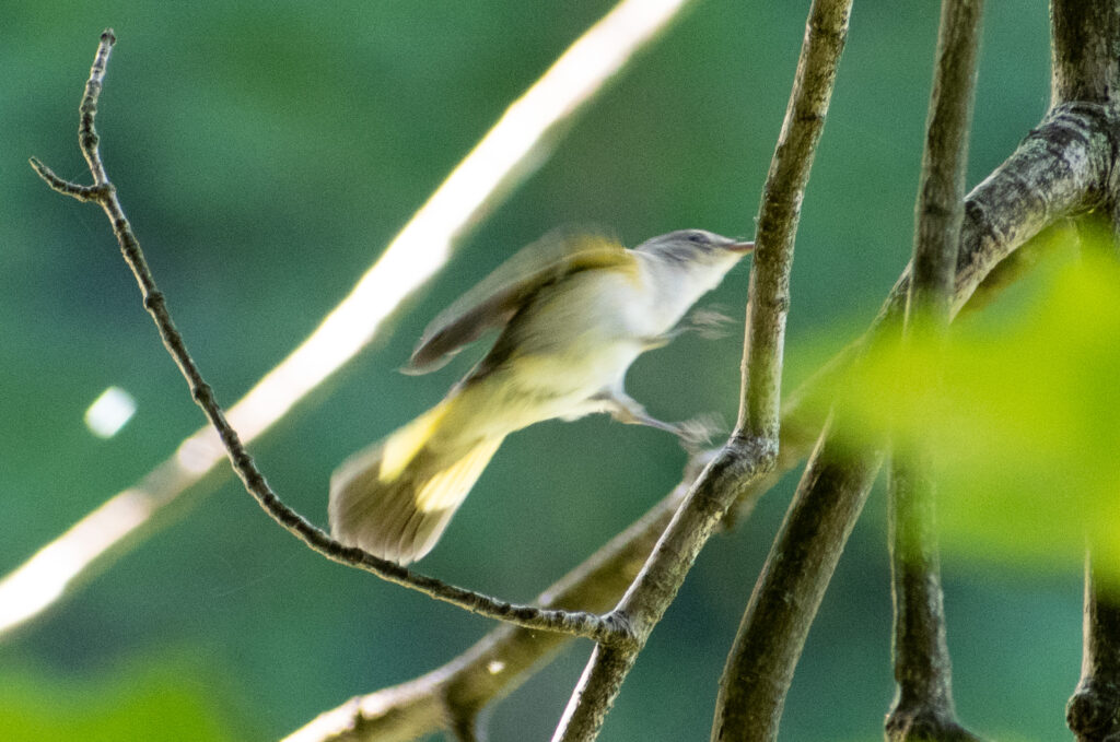 American redstart, Prospect Park
