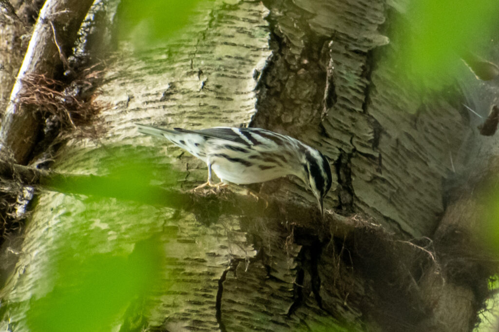 Black-and-white warbler, Prospect Park
