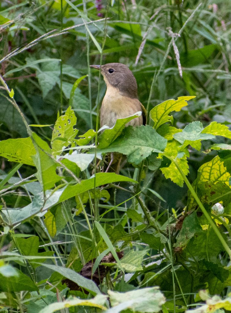 Cape May warbler (maybe?), Prospect Park