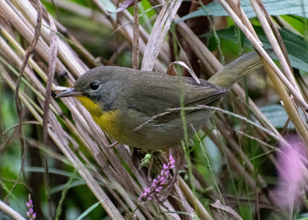 Common yellowthroat (female), Prospect Park Common yellowthroat (female), Prospect Park