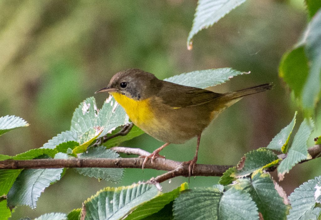 Common yellowthroat (female), Prospect Park