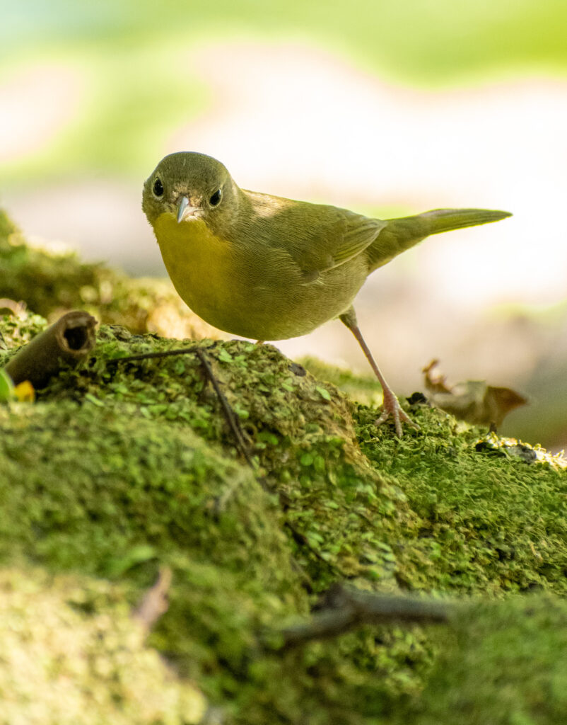 Common yellowthroat, Prospect Park