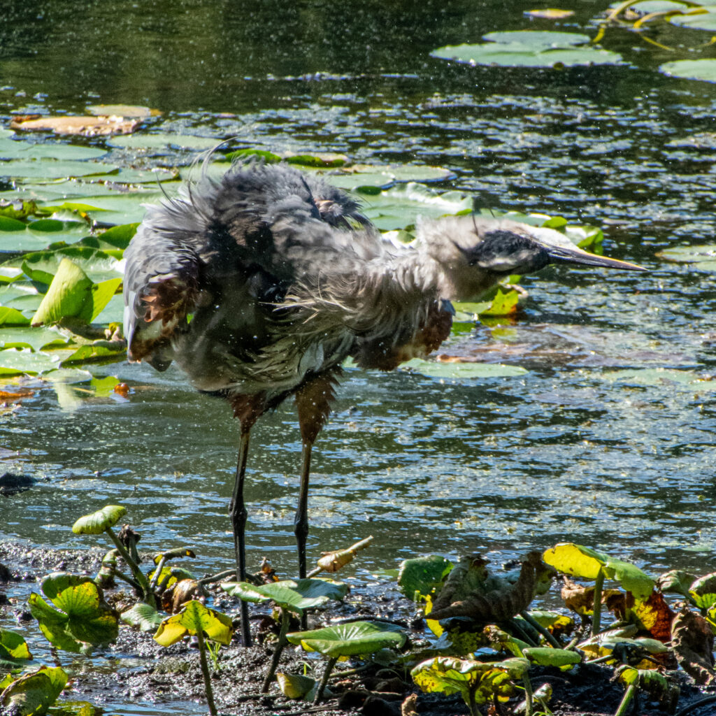 Great blue heron, Teatown Lake Reservation