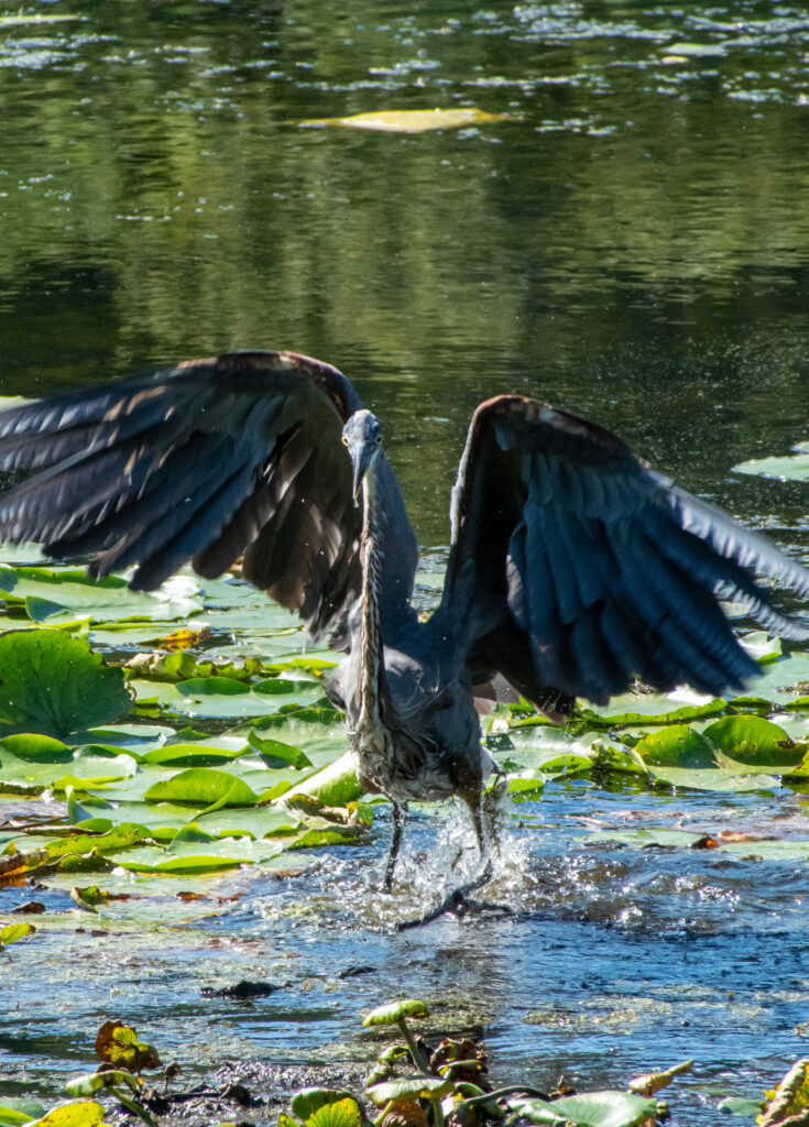 Great blue heron, Teatown Lake Reservation
