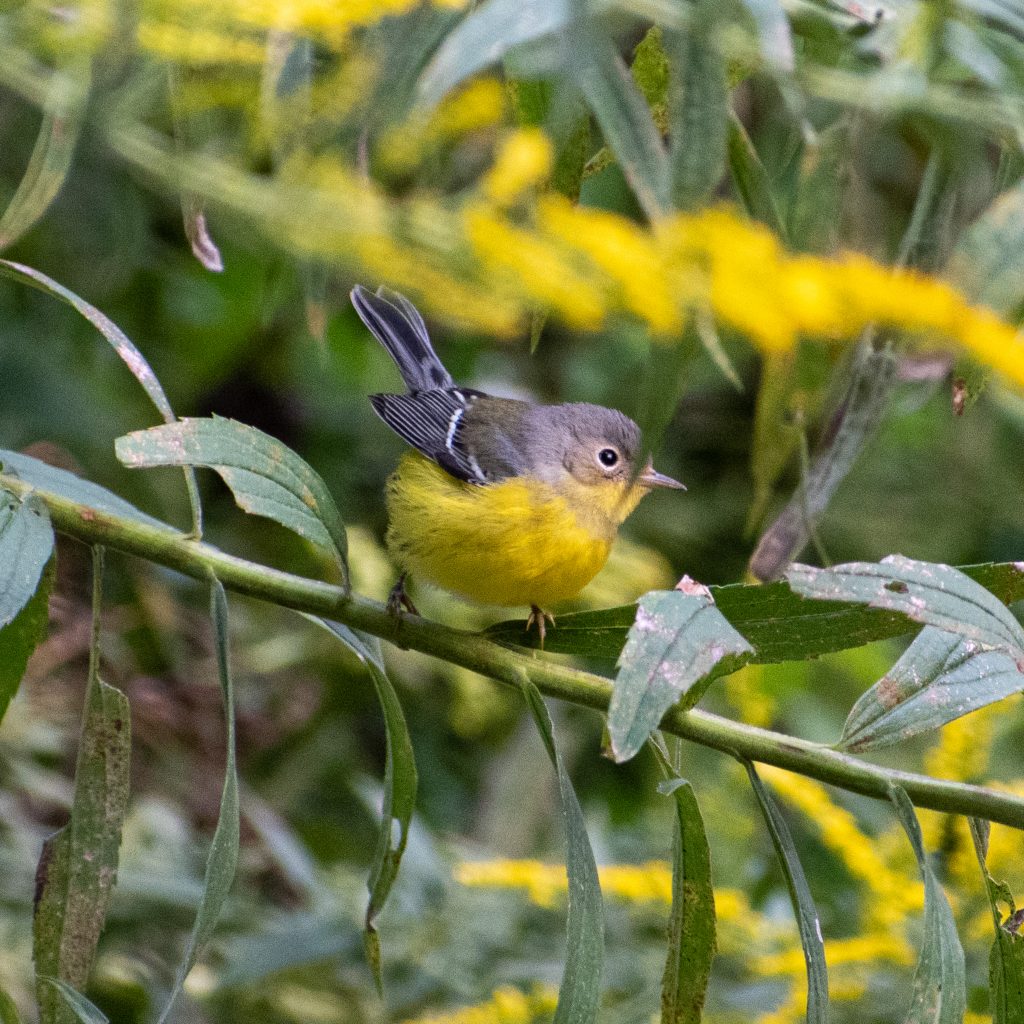 Magnolia warbler, Prospect Park