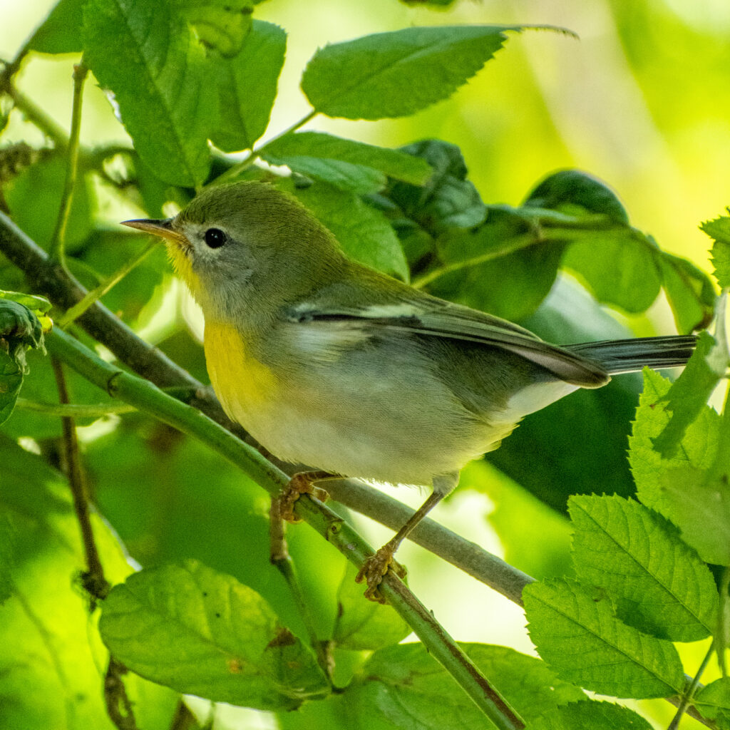Northern parula, Prospect Park