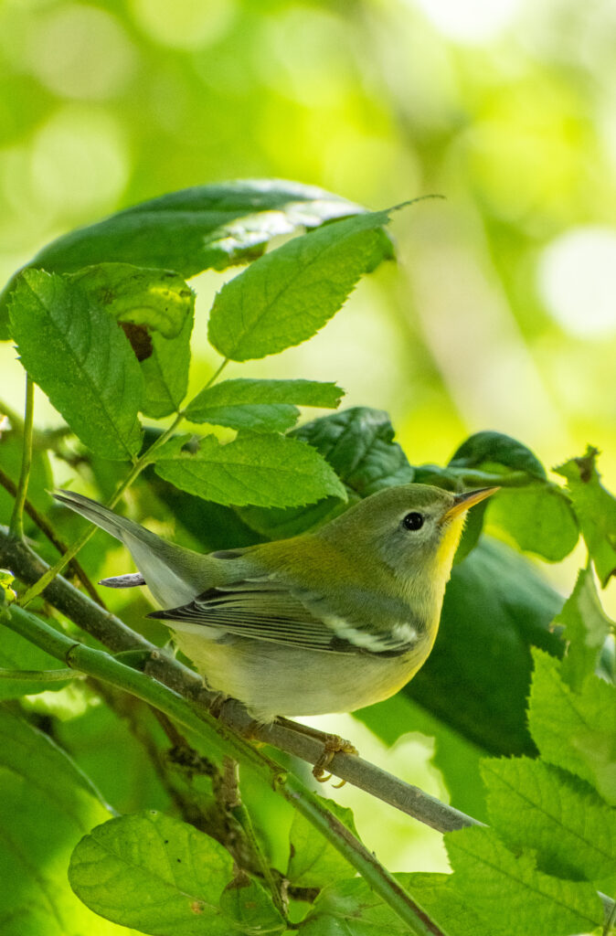 Northern parula, Prospect Park