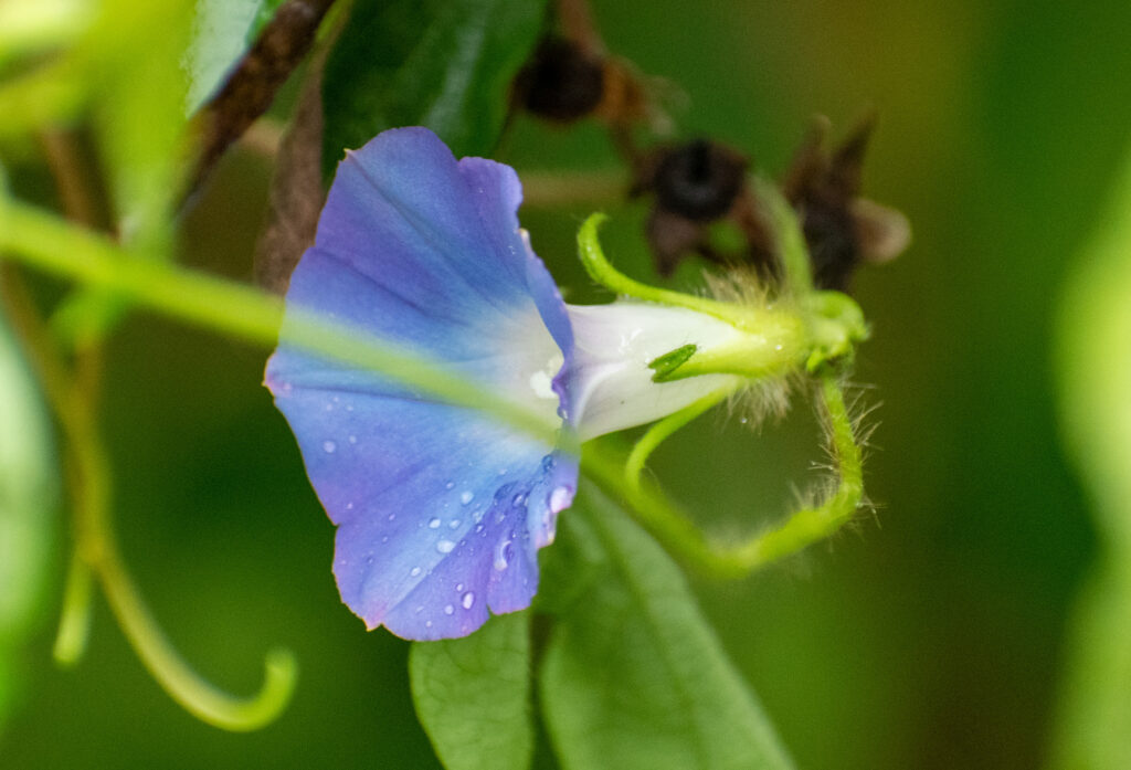 Morning glory, Prospect Park Morning glory, Prospect Park