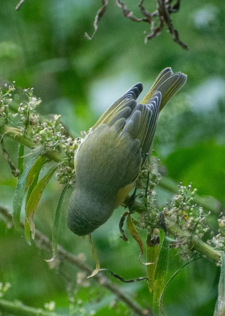 Nashville warbler, Prospect Park