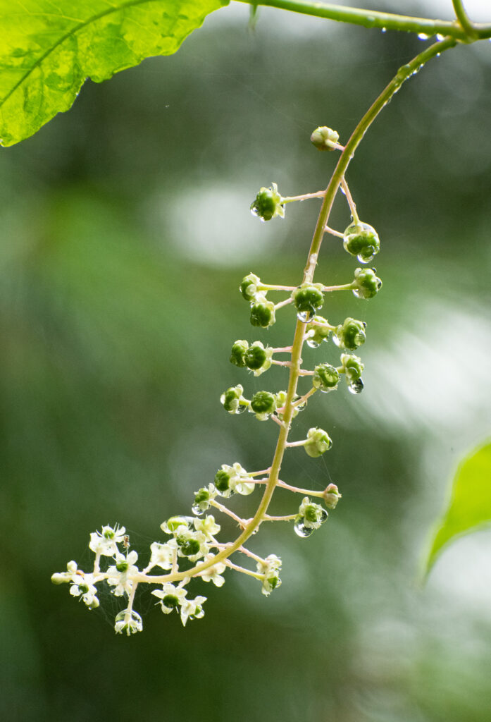 Pokeweed, Prospect Park
