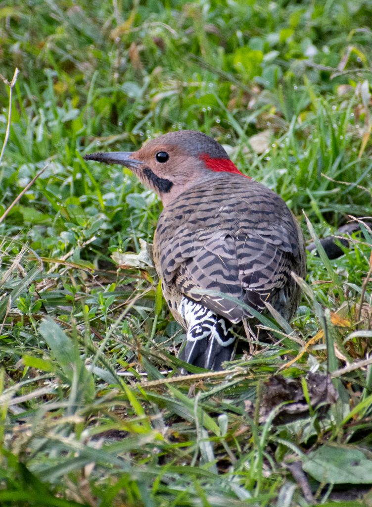 Northern flicker (adult male), Prospect Park
