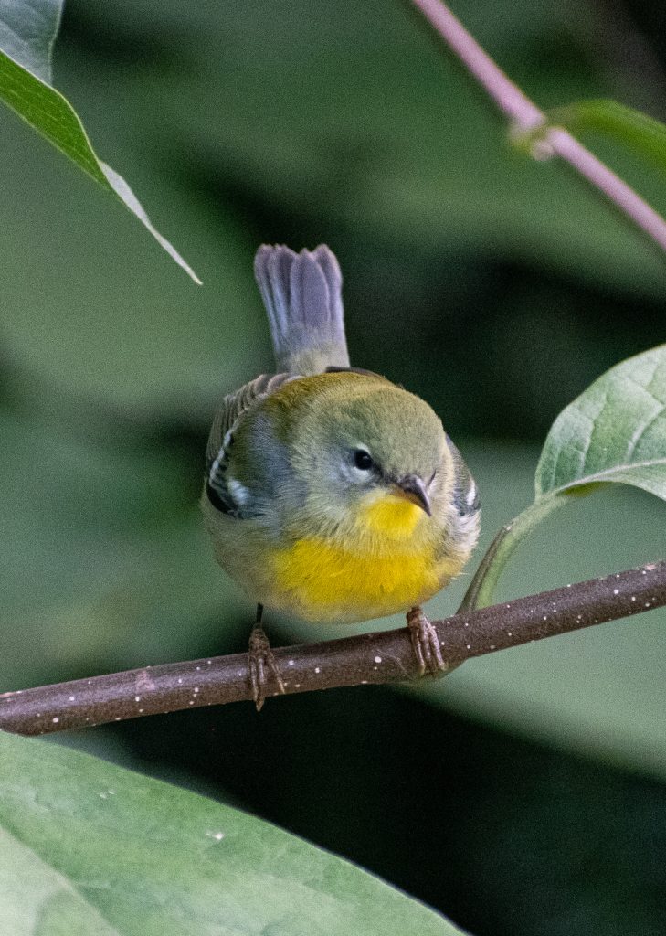 Northern parula, Prospect Park