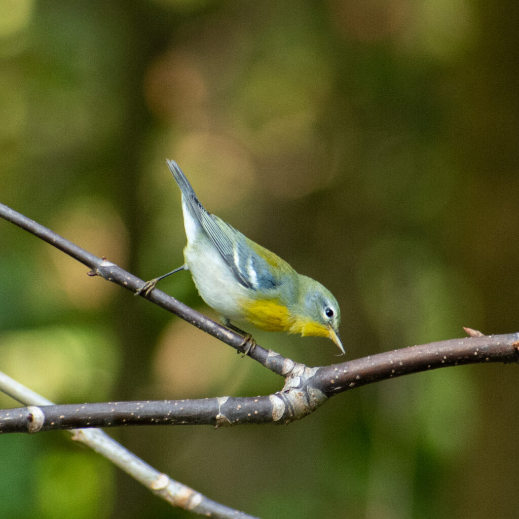 Northern parula, Prospect Park
