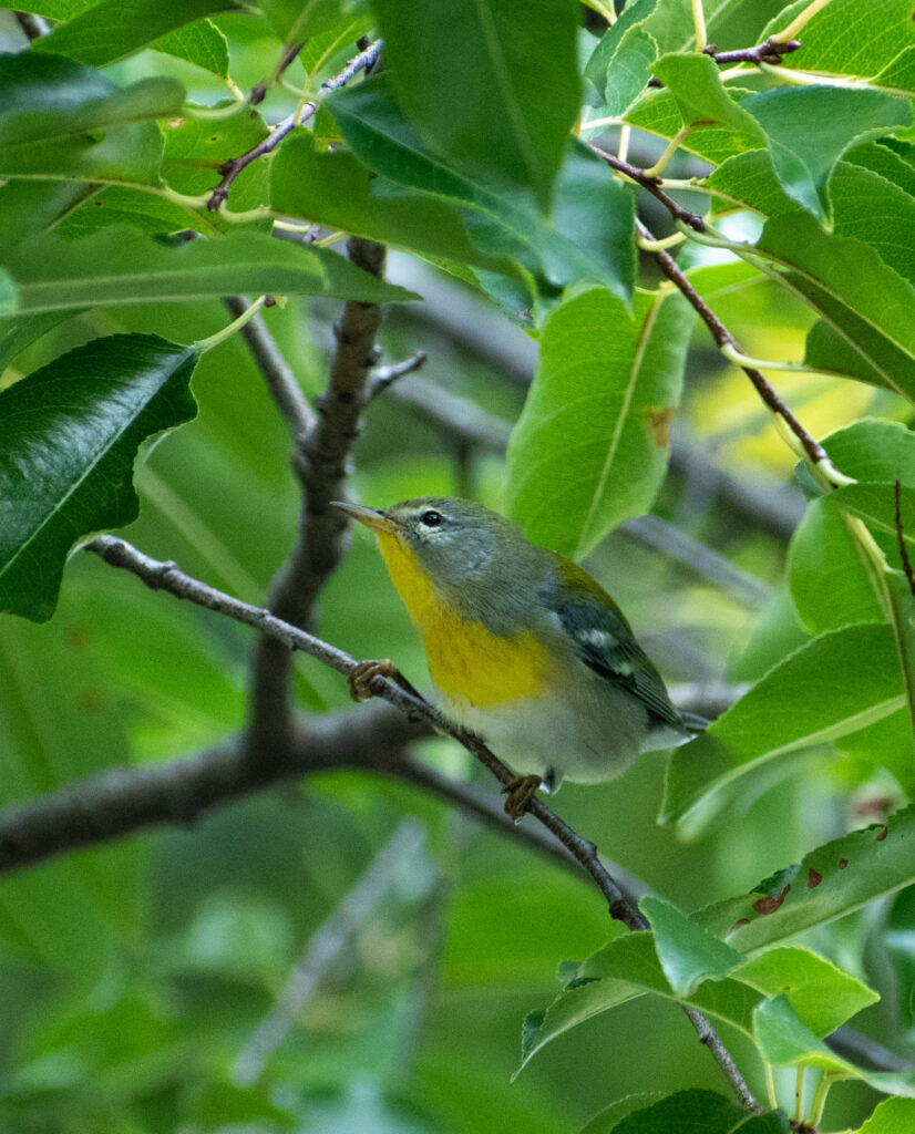 Northern parula, Prospect Park