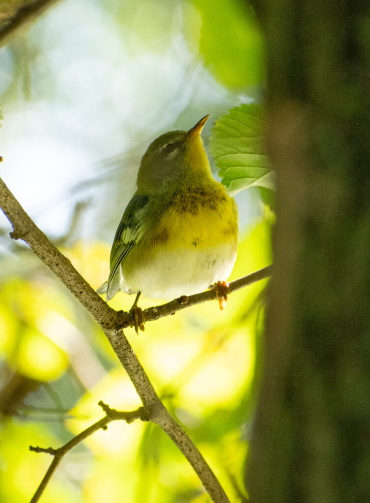 Northern parula, Prospect Park