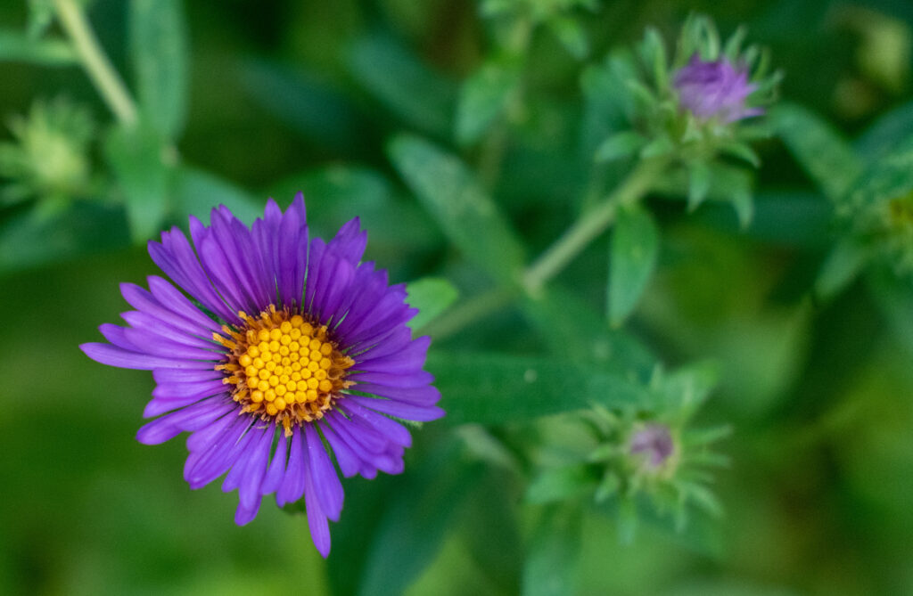 New England aster, Prospect Park