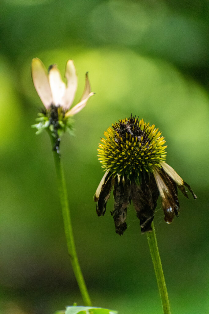 Purple coneflower, Prospect Park Purple coneflower, Prospect Park