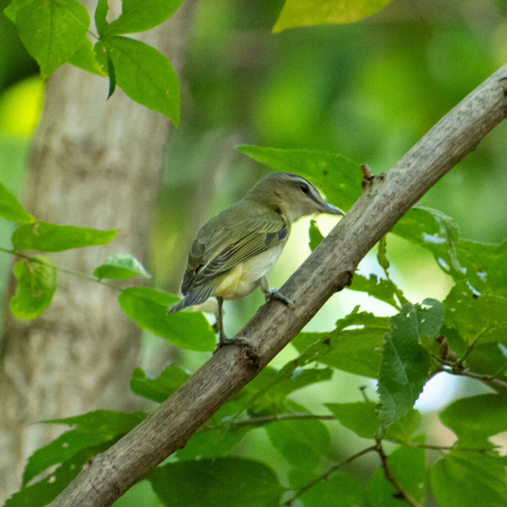 Red-eyed vireo, Prospect Park