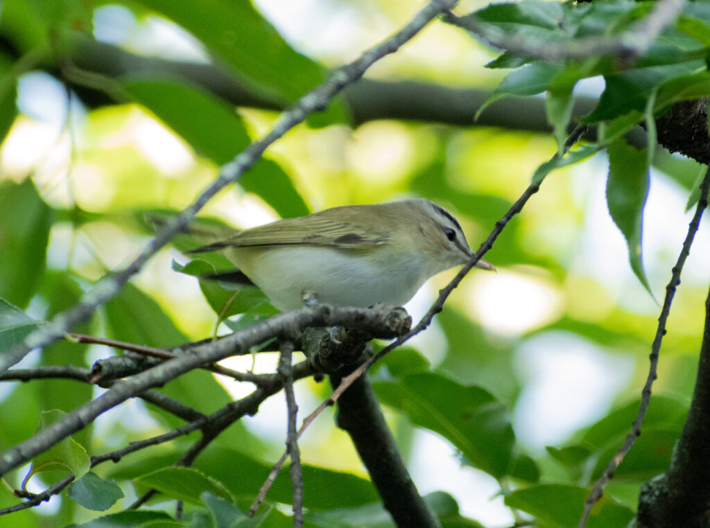 Red-eyed vireo, Prospect Park