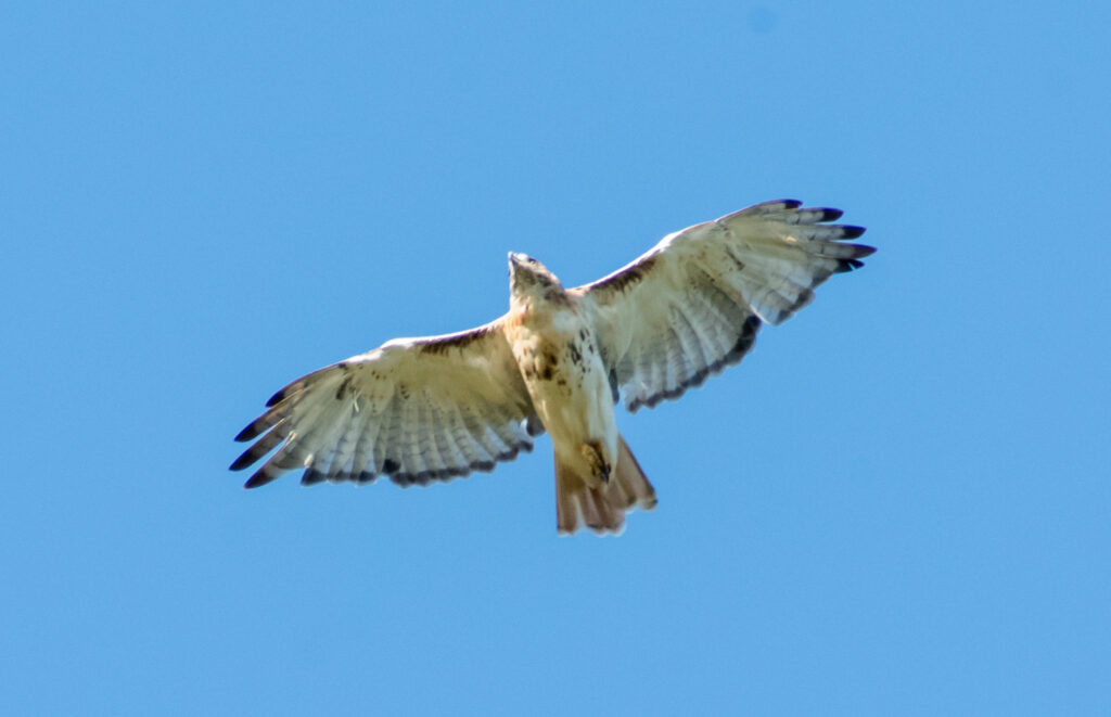 Red-tailed hawk (juvenile Eastern), Prospect Park