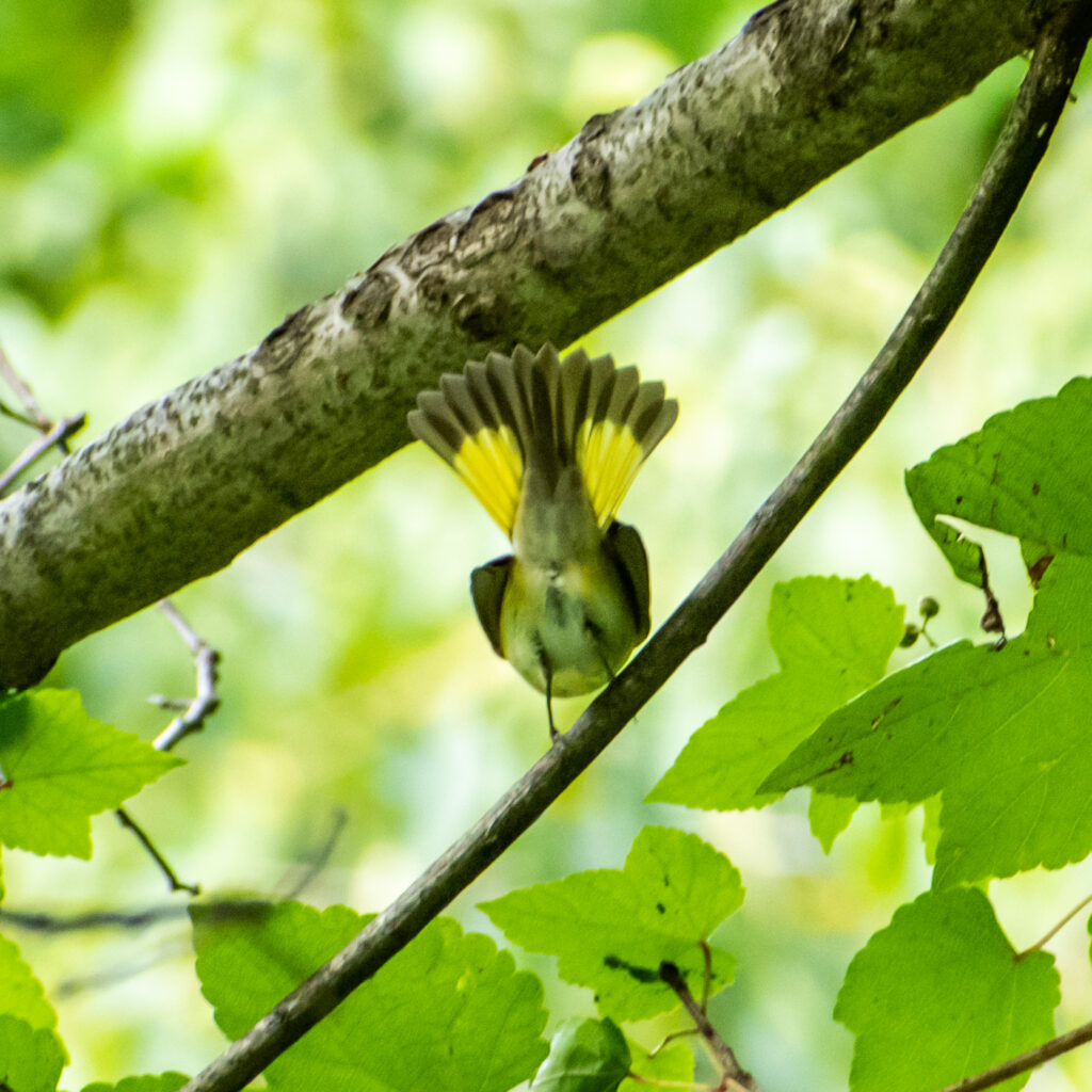 American redstart, Prospect Park