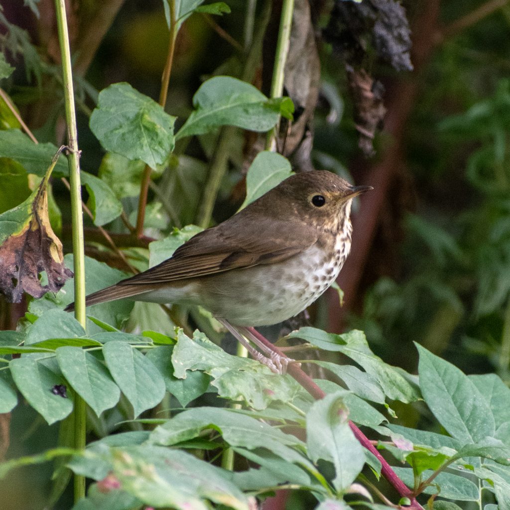 Hermit (maybe?) thrush, Prospect Park