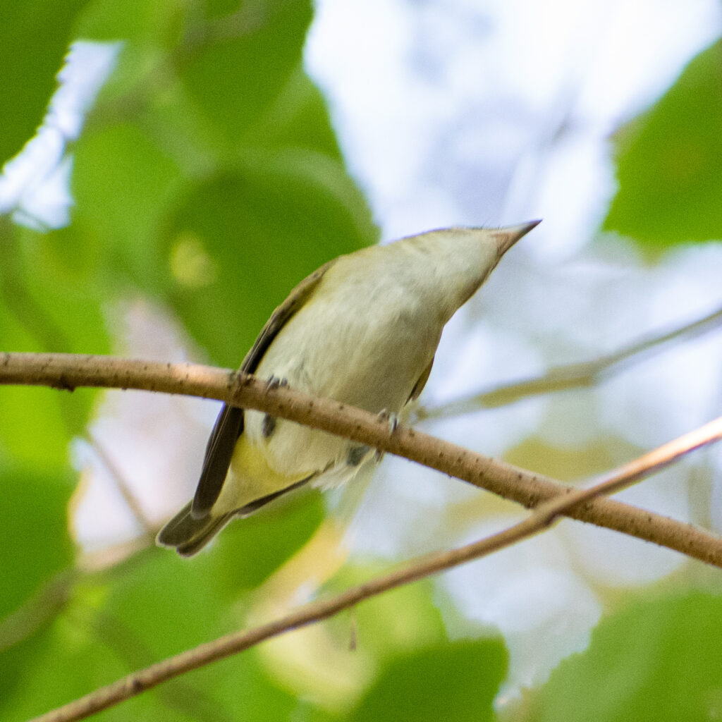Warbling vireo, Prospect Park