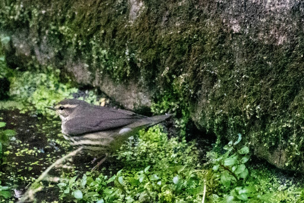 Waterthrush, Prospect Park