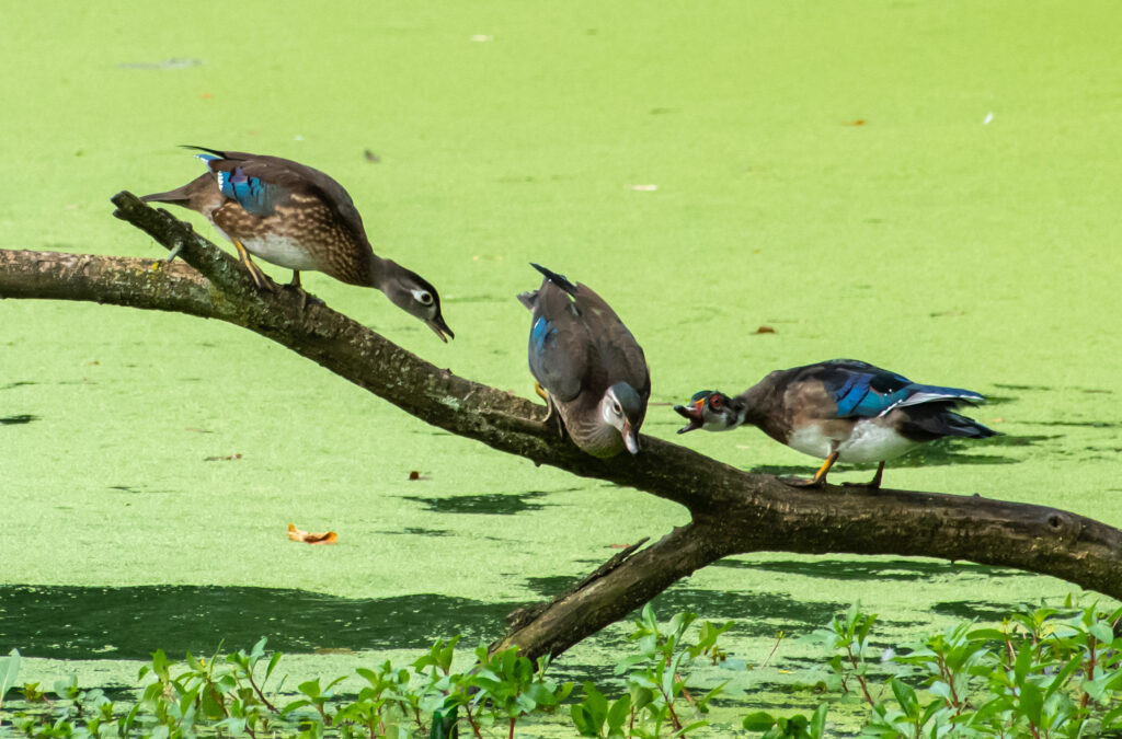 Wood ducks, Prospect Park
