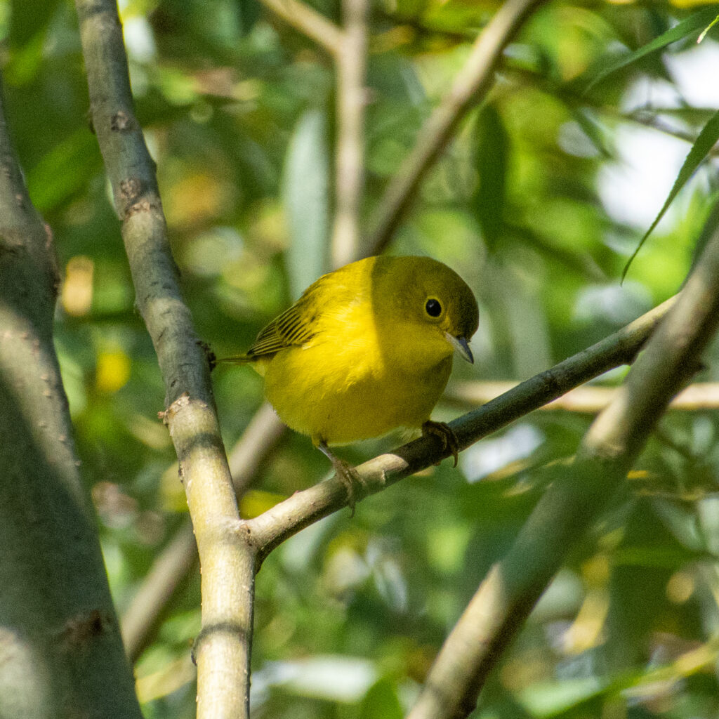 Yellow warbler, Prospect Park