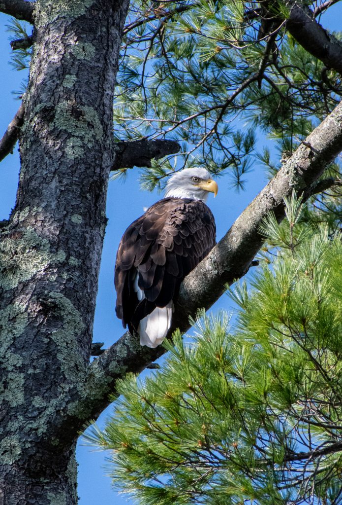 Bald eagle (back), New Marlborough, Mass.