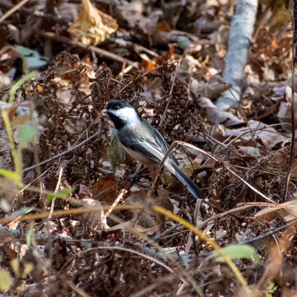 Black-capped chickadee, Steepletop, New Marlborough, Mass. Black-capped chickadee, Steepletop, New Marlborough, Mass.