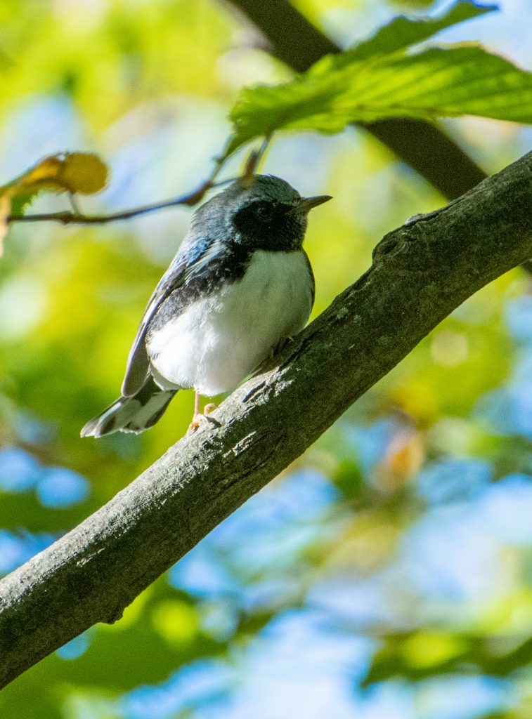Black-throated blue warbler (male), Prospect Park