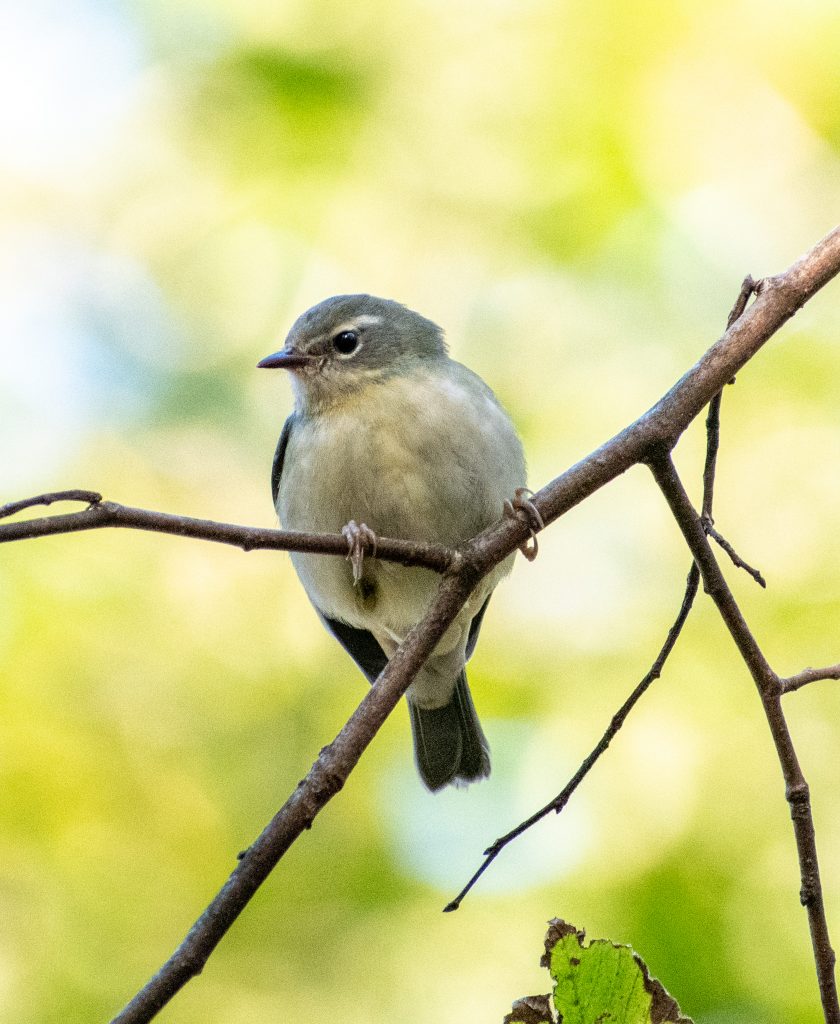 Black-throated blue warbler (female), Prospect Park Black-throated blue warbler (female), Prospect Park