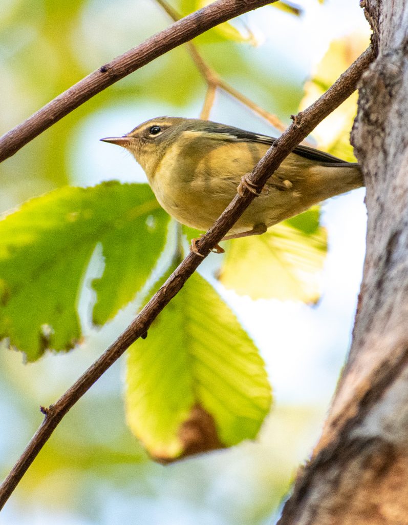 Black-throated blue warbler (female), Prospect Park Black-throated blue warbler (female), Prospect Park