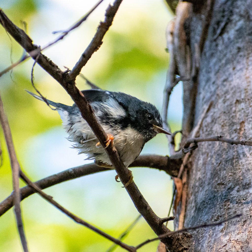 Black-throated blue warbler (male), Prospect Park Black-throated blue warbler (male), Prospect Park