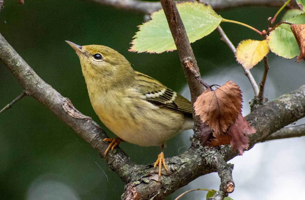 Blackpoll warbler (drab), Prospect Park Blackpoll warbler (drab), Prospect Park