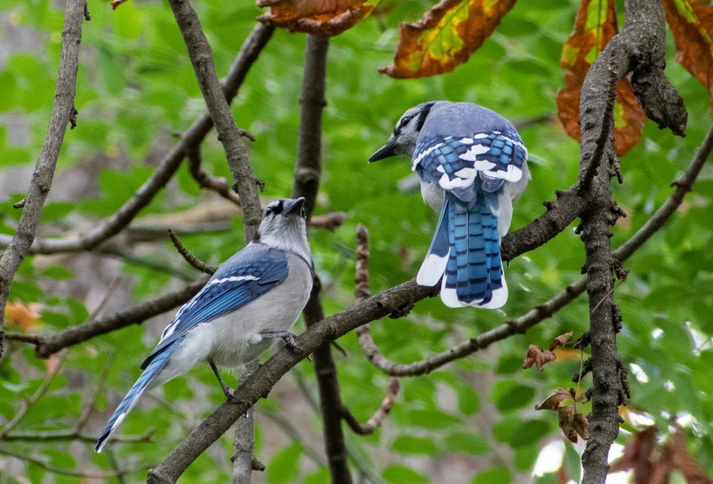 Blue jays, Prospect Park Blue jays, Prospect Park