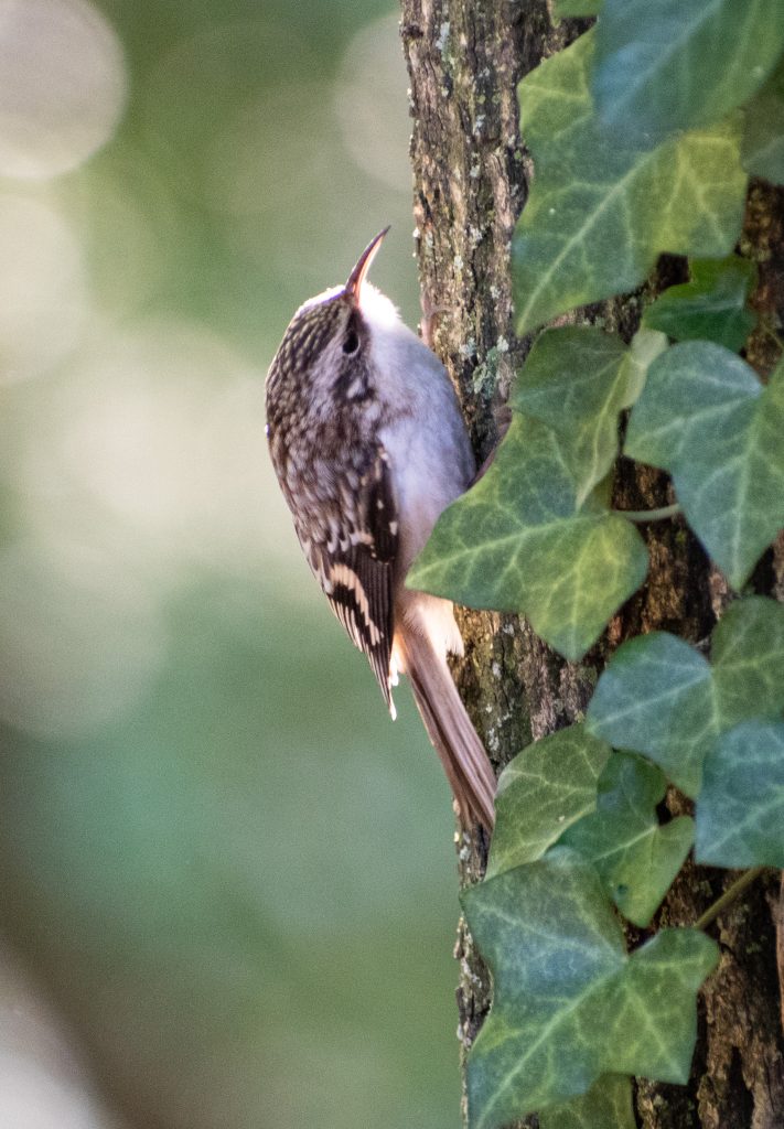 Brown creeper, Green-wood Cemetery