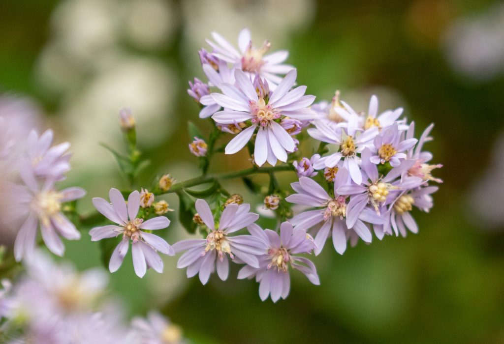 Calico aster, Prospect Park