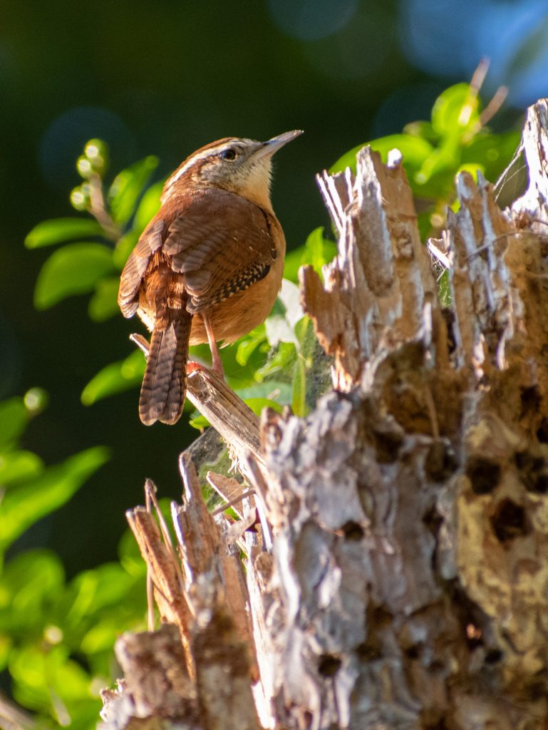 Carolina wren, Prospect Park