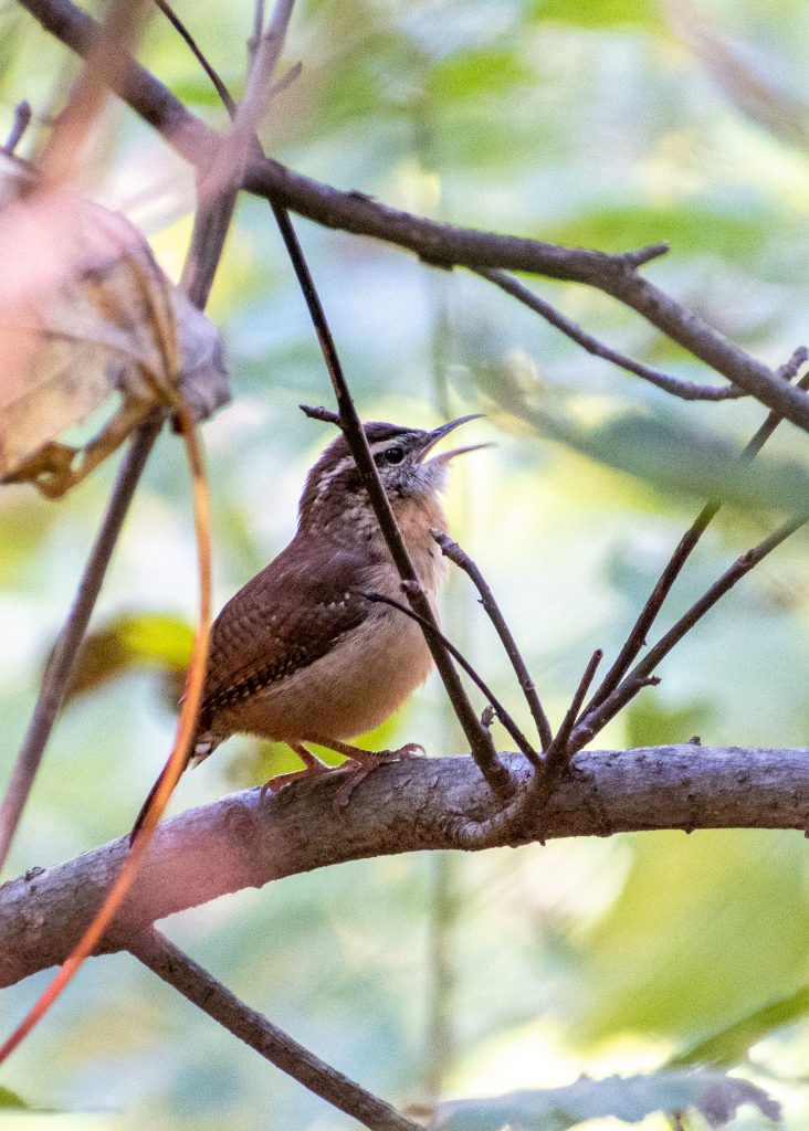 Carolina wren, Prospect Park