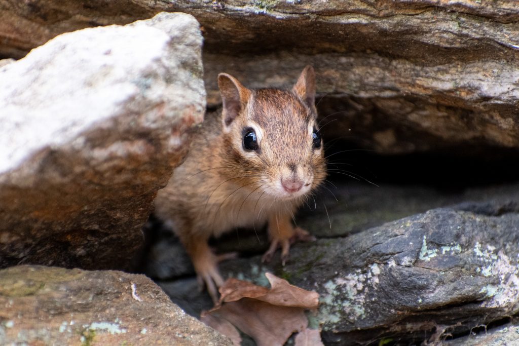 Chipmunk, Questing, New Marlborough, Mass. Chipmunk, Questing, New Marlborough, Mass.