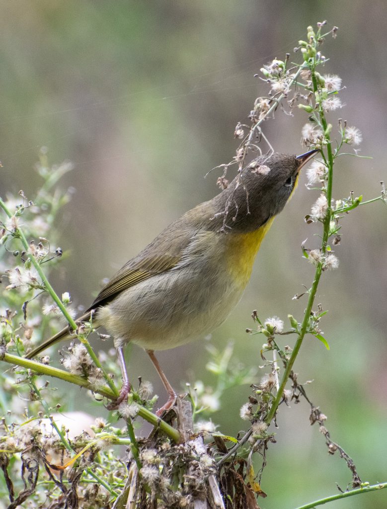 Common yellowthroat (female), Prospect Park Common yellowthroat (female), Prospect Park
