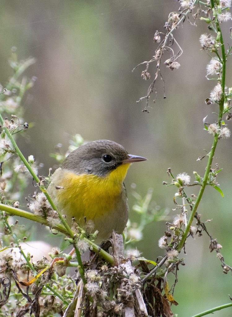 Common yellowthroat (female), Prospect Park Common yellowthroat (female), Prospect Park