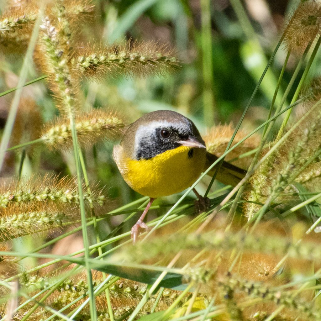 Common yellowthroat (male), Green-Wood Cemetery