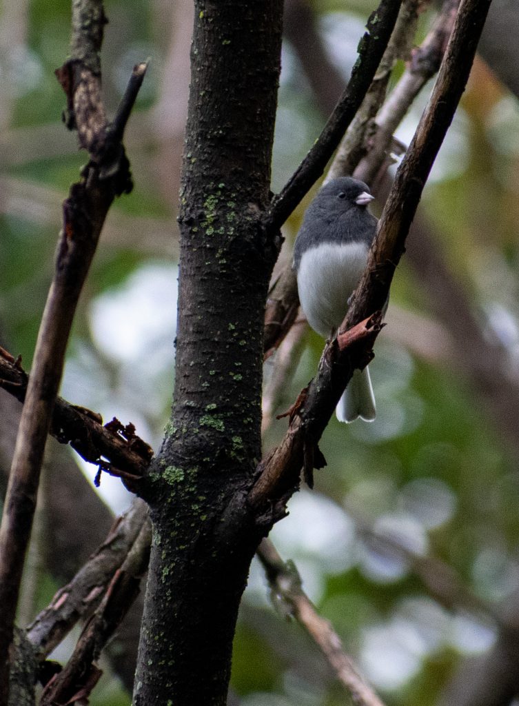 Dark-eyed junco, Prospect Park