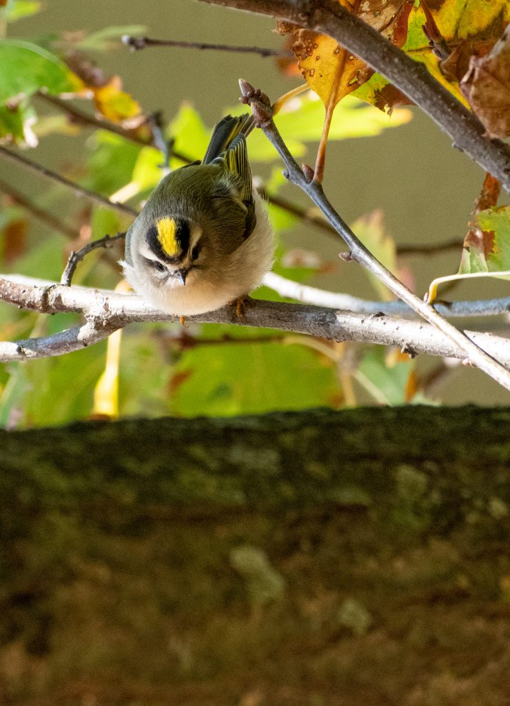 Golden-crowned kinglet, Prospect Park