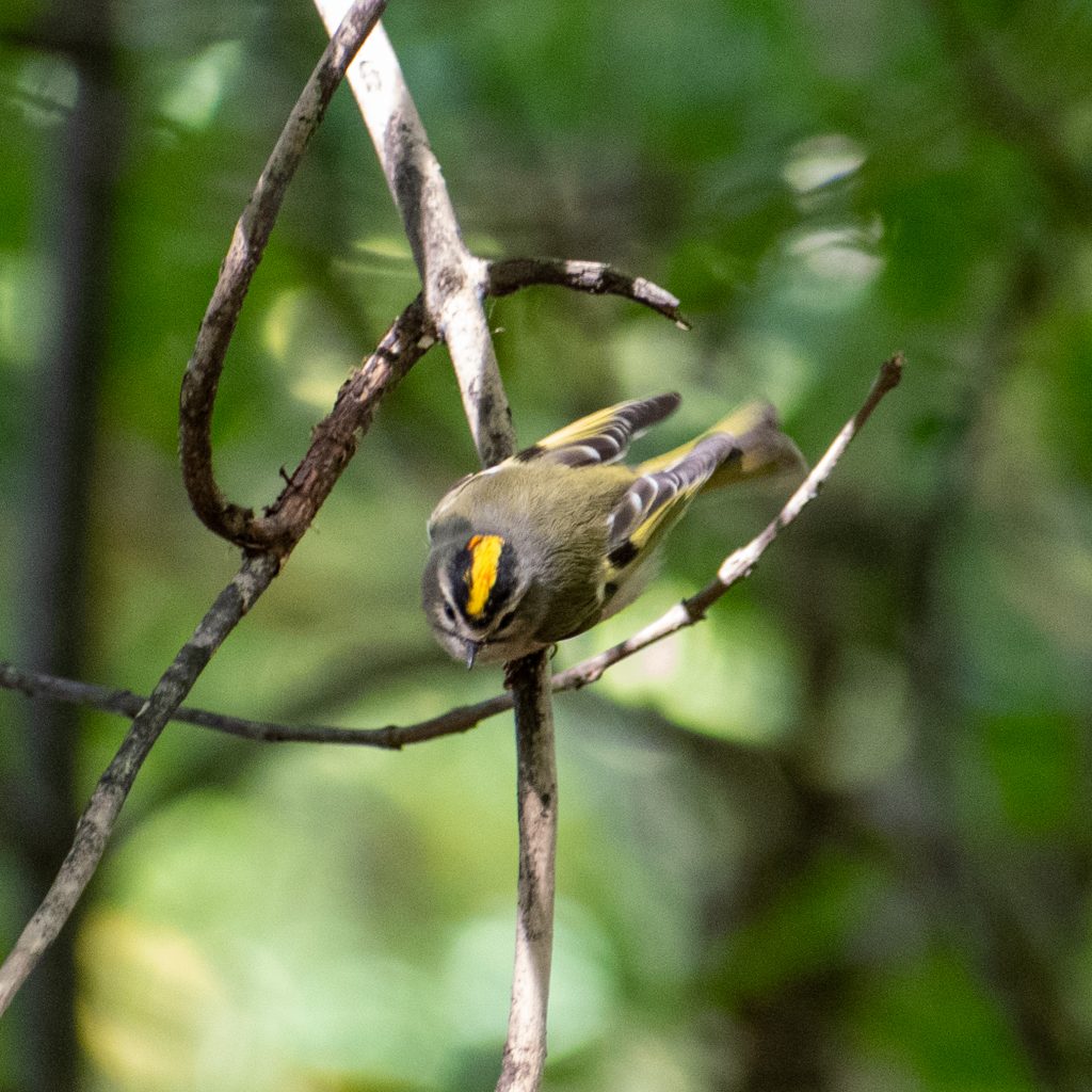 Golden-crowned kinglet, Prospect Park