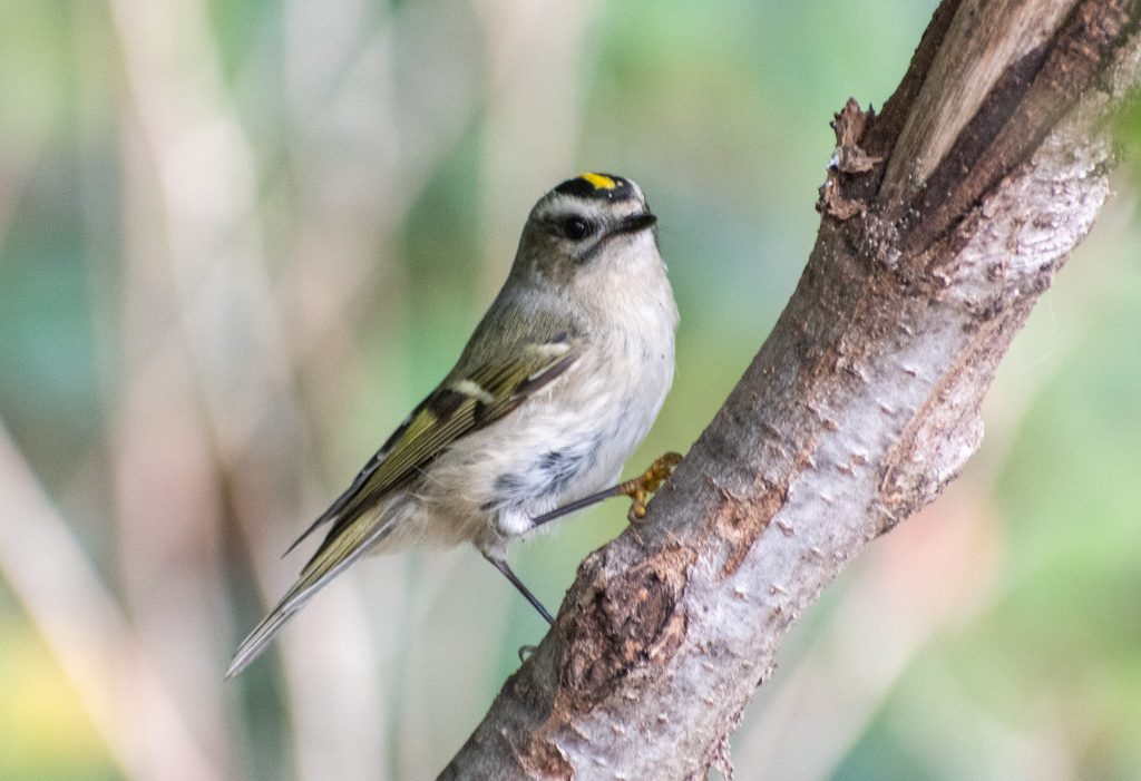 Golden-crowned kinglet, Prospect Park